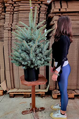 POWERS TO FLOWERS - ALBERO DI NATALE, PICEA SUPER BLU, PINO BLU, ALTEZZA 100CM, VASO 26CM diametro, piante vere