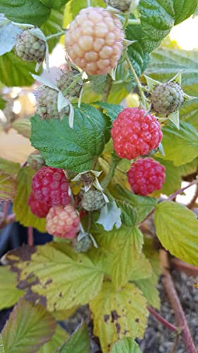 Rubus idaeus Blissy® 'Autumn bliss' / Framboisier Blissy® 'Autumn bliss' (Remontant) / Conteneur de 3 à 4 litres