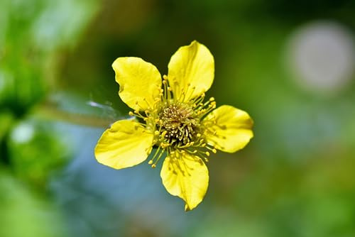 Echte Nelkenwurz (Geum urbanum) Samen. Heil- & Gewürzpflanze (2000 Samen = 4,4g)