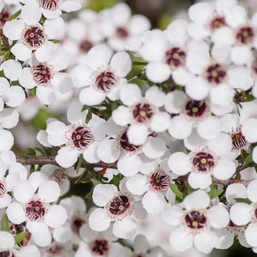 350 pcs manuka pflanze samen pflanztöpfe luftreinigende zimmerpflanzen Leptospermum scoparium, winterfeste pflanzen für balkon topfpflanzen draußen winterhart winterharte stauden mehrjährig
