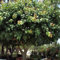 Heilige Samen Feigenbaum (Ficus Religiosa) 30+ Semi