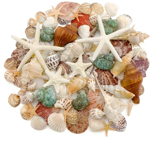110+ Conchas de Mar Decoracion y Estrella de Mar Naturales Caracolas de Mar 3-10 Cm Conchas Marinas Mixtas Decoración de Playa Decoracion Verano para Decoración de Peceras Velas Artesanías