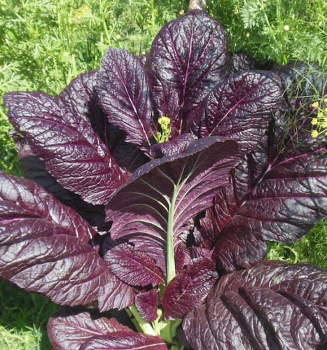 800 + RED GIANT Graines d'automne feuilles de moutarde non-OGM organique/SPRING GARDEN