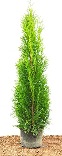 Thuja occidentalis 'Smaragd' 80-100 cm - Lebensbaum, immergrün, pyramidenförmig, ideal für Hecken, pflegeleicht, winterhart