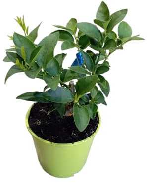 Árbol de Lima de 100cm de Altura Cultiva tus Propias Limas en Casa con esta Planta Natural