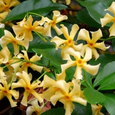 Jasmin étoilé 'Star Of Toscane' - Trachelospermum jas. 'Star of Toscana' - 50-60 cm pot