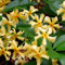 Jasmin étoilé 'Star Of Toscane' - Trachelospermum jas. 'Star of Toscana' - 50-60 cm pot