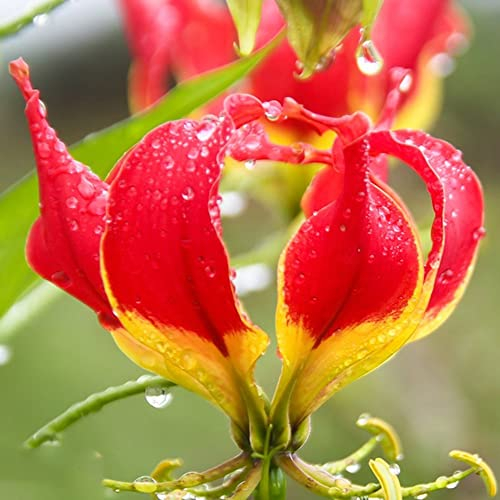 3 Flammenlilien-Blumenzwiebeln – Gloriosa Superba – Gloriosa Superba Flammenlilien-Zwiebeln – gedeihen drinnen und draußen