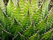 AGAVE MONTANA, seltene saftig hardy Jahrhundert Pflanze exotischen Garten Samen 50 SEEDS