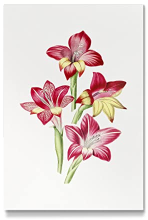 artboxONE Galerie-Print 90x60 cm Rote Gladiole hochwertiges Acrylglas auf Alu-Dibond Bild - Wandbild von Mango Art
