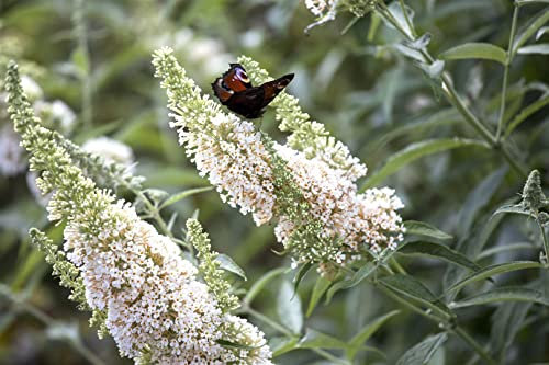 Buddleja davidii 'White Profusion' 80-100 cm – Winterhart, Mehrjährig, Pflegeleicht – Schmetterlingsflieder – Zierstrauch für Garten & Beet