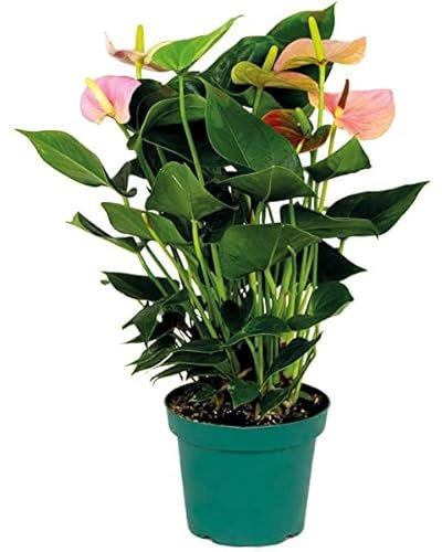 Anturio Rosa Planta Viva para Ideal para la Decoración del Hogar