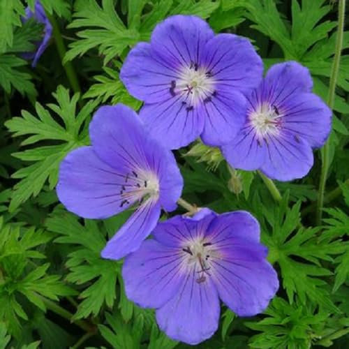 6 x Storchschnabel 'Orion' - Geranium 'Orion': Intensive blaue Blüten für sonnige Plätze.