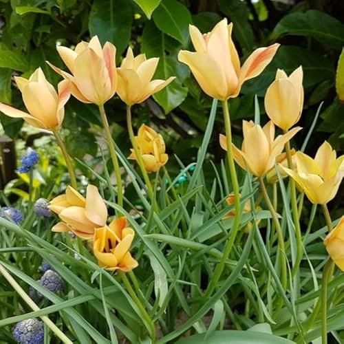 Natural Bulbs Tulipa Bronze Charm - BIO 50 Tulpenzwiebeln aus Holland