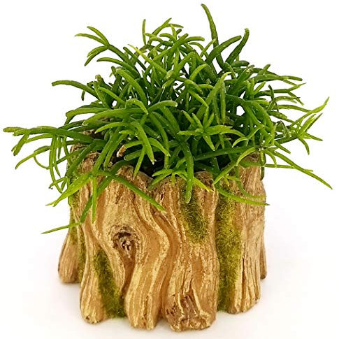 POWERS TO FLOWERS - RHIPSALIS MINI IN VASO CERAMICA TRONCO, pianta vera