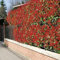 Rote Glanzmispel Red Robin Photinia fraseri immergrün winterhart Heckenpflanze Blickfang (Liefergröße: 40-60 cm)