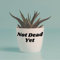 Not Dead Yet Plant Pot Vinyl Sticker - Funny Positive Plant Gift, Quote Decor, House Plant Accessory, Quirky Unique Plant Flower Decal
