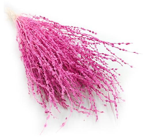 Enchanted Trockenblumen Dekogras Lepidium Sativum Getrocknetes Gras Ziergras Natürlich Deko Fuchsia