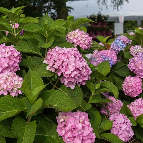 Hortensie Hydrangea Endless Summer The Original Pink 8er Set – winterhart rosa – 14cm – Höhe 20-25cm – lange Blüte bis Herbst – für Beet, Hecke, Kübel, Balkon & Terrasse