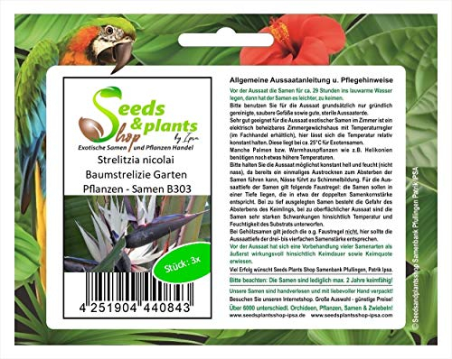 Stk - 3x Strelitzia nicolai Baumstrelizie Garten Pflanzen - Samen B303 - Seeds & Plants Shop by Ipsa