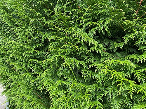 Thuja Plicata Gelderland Western Red Cedar 2-3ft Pack of 5 Supplied in 2/3 Litre Pots by DirectPlants™