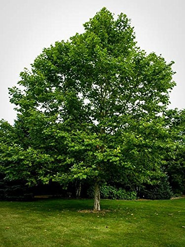 Amerikanische Platane Tree15 Seeds (Platanus occidentalis)
