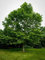 Amerikanische Platane Tree15 Seeds (Platanus occidentalis)