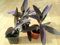 Portal Cool Purple Heart, Ebreo Errante, Viola Regina (Tradescantia pallida) * 1 Pianta