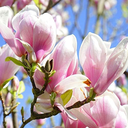 Magnolie 'George Henry Kern' - Magnolia 'George Henry Kern' - 50-60 cm Topf - Reich blühende Magnolienart mit auffälligen Blüten