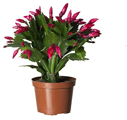 Planta Natural Cactus de la Navidad DECOALIVE con Flores de Colores
