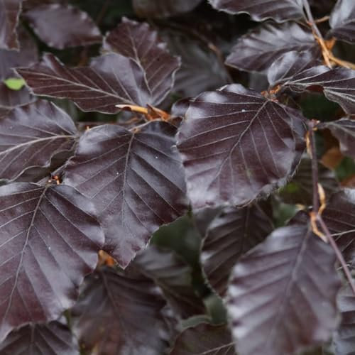 25 x Fagus Sylvatica 'Atropunicea' 60-80cm Wurzelnackt - Blutbuche, Ideal für Hecken und Landschaften | Robustes Wachstum, Herrliche Herbstfarbe
