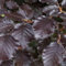 25 x Fagus Sylvatica 'Atropunicea' 60-80cm Wurzelnackt - Blutbuche, Ideal für Hecken und Landschaften | Robustes Wachstum, Herrliche Herbstfarbe
