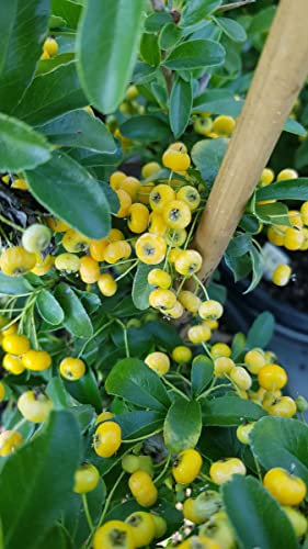 Pyracantha x 'Soleil d'or' / Buisson ardent jaune/Conteneur de 7 à 10 litres