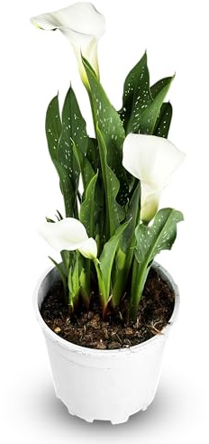 Zantedeschia Cala Planta Natural de Interior y Exterior Blanca – Maceta de 14 cm - Planta Viva Elegante y Decorativa