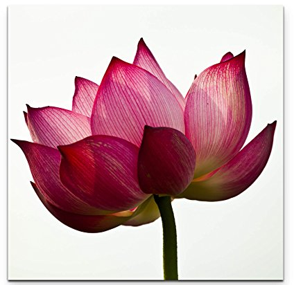 Picarto Leinwandbild quadratisch 90x90cm Lotusblüte und weißer Hintergrund