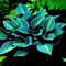 Haloppe 200 Pz Colore Misto Hosta Fiori Piante Semi per la Piantagione del Giardino di Casa, Semi di Hosta Plantaginea Piantaggine Profumata Pianta Decorativa Bonsai Blu
