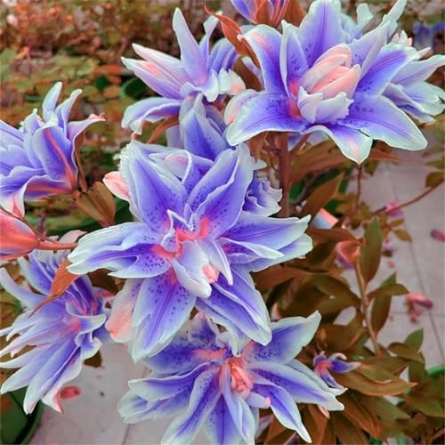 Lilienzwiebeln, kältebeständige Stauden/Topfpflanzen/aufrecht/Schnittblumen/duftend/gefüllte Blüten
