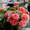 100 pcs begonien pflanzen samen blumenbeet steingartenpflanzen winterhart begonie hängend samen - Malus spectabilis - balkon pflanzen blumenstauden winterhart saatgut geschenk pflanzensamen