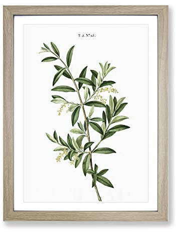 Green Olive Tree By Pierre Joseph Redoute Vintage Framed Wall Art Print, Ready to Hang Picture for Living Room Bedroom Home Office Décor, Oak A4 (34 x 25 cm)