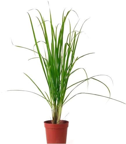Hierba Limón Planta Natural con Aroma a Citronella Ideal para Ahuyentar Mosquitos