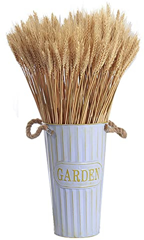 Niooce 100 Pezzi Spighe di Grano essiccate Naturali di Grano essiccato, per Accessori Bouquet, Decorazioni per la casa o per Feste 40 cm, Colore primario