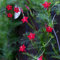 450 Pcs Ipomoea Quamoclit Samen, Bienenweide Saatgut Mehrjährig, Geschenke Für Gartenfreunde Blumenwiese Samen Mehrjährig, Bienenwohl, Zaun Deko Blumenwiese Samen, Steingartenpflanzen