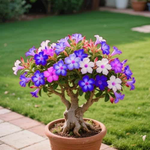 Seltene Wüstenrose, gemischte Farben, winterhart, mehrjährig, pflegeleicht, Bonsai, sehr dekorativ-2 stück