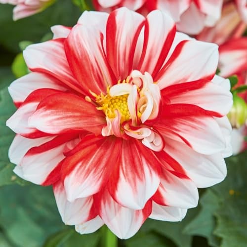 Dahlia 'Lubega Special White Red'. 9cm Plant x 2. Outstanding Double Flowers. Red & White Dahlia. Available from bedwen Plants