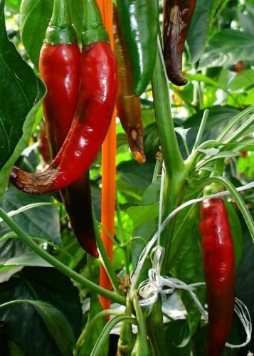 Nuevo México guajillo pimienta Semillas, 30 semillas, No-GMO