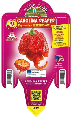 Pianta vera di Peperoncino piccante Carolina Reaper - Diametro Vaso Ø 10 cm