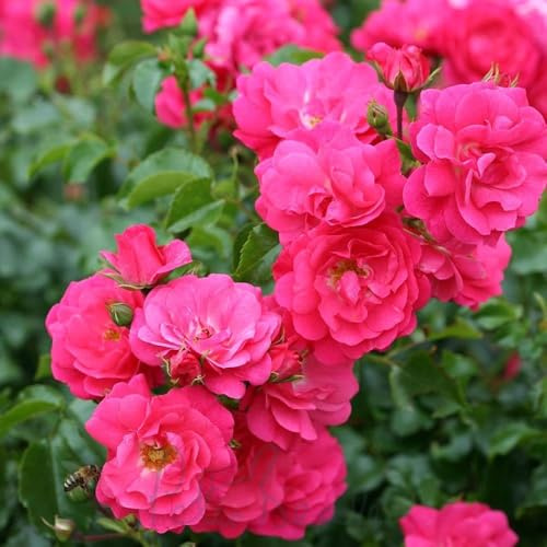 Peter Beales Roses Rosa Flower Carpet Pink, Ground Cover Rose, 60cm x 60cm, Repeat Flowering, Disease Resistant