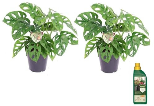 Plant in a Box - Monstera adansonii 'Masque de Singe' - Pokon - Set de 2 - Pot 12cm - Hauteur 25-30cm
