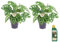 Plant in a Box - Monstera adansonii 'Masque de Singe' - Pokon - Set de 2 - Pot 12cm - Hauteur 25-30cm
