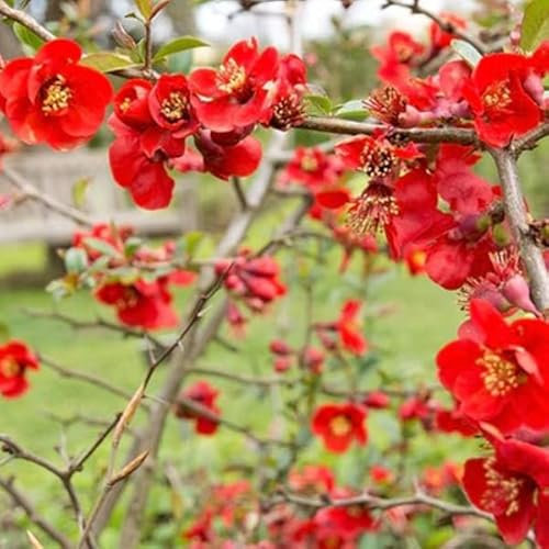 3 x Cognassier du Japon 'Nicoline' - Chaenomeles Superba 30-40 cm en conteneur - L'éclat Printanier du Cognassier du Japon 'Nicoline'
